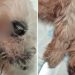 Laudo aponta infecções por falta de cuidado em cachorro resgatado de varanda de apartamento em Ribeirão Preto, SP